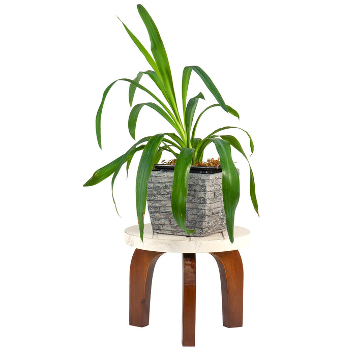 Red Co. 8” Tall Decorative Wooden Stool Display Plant Stand Holder, Brown/White